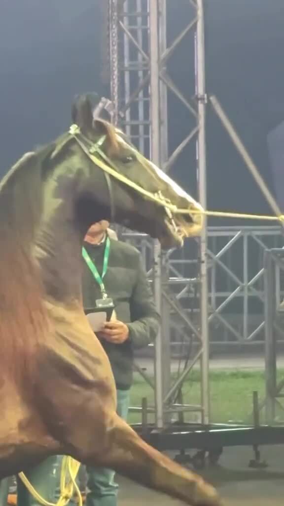 Марварская лошадь (марвари)