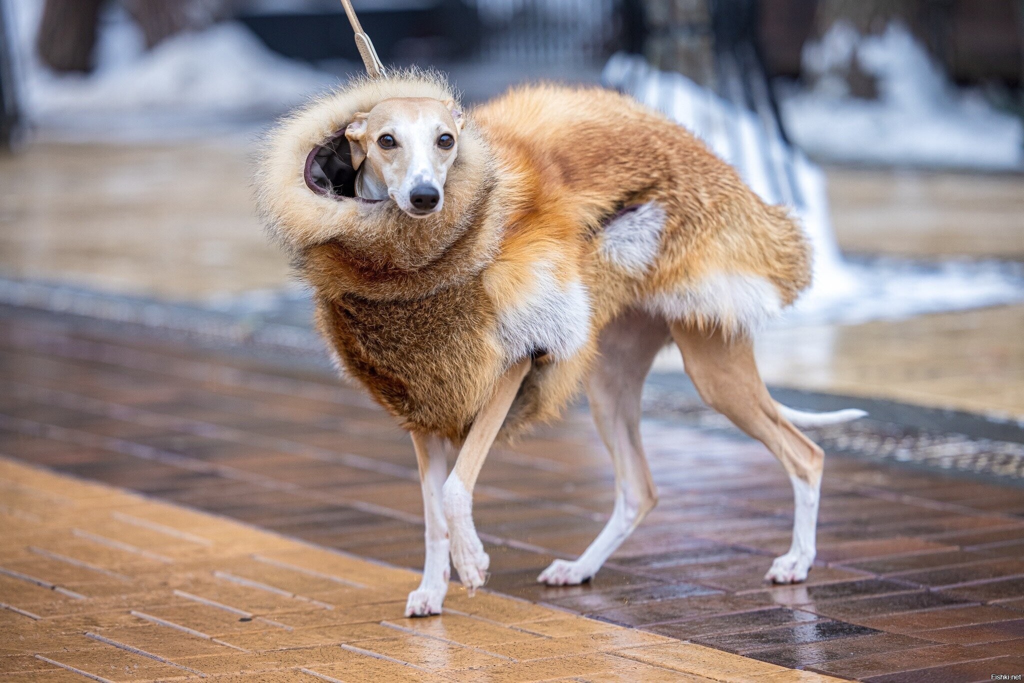 Солянка
