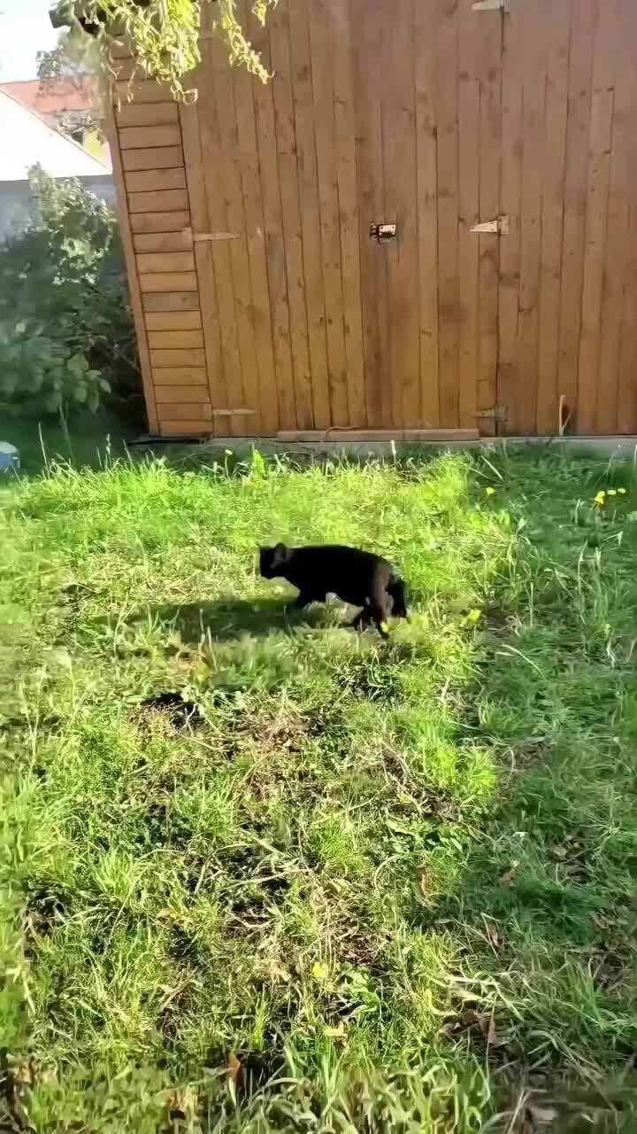 Прыткий)