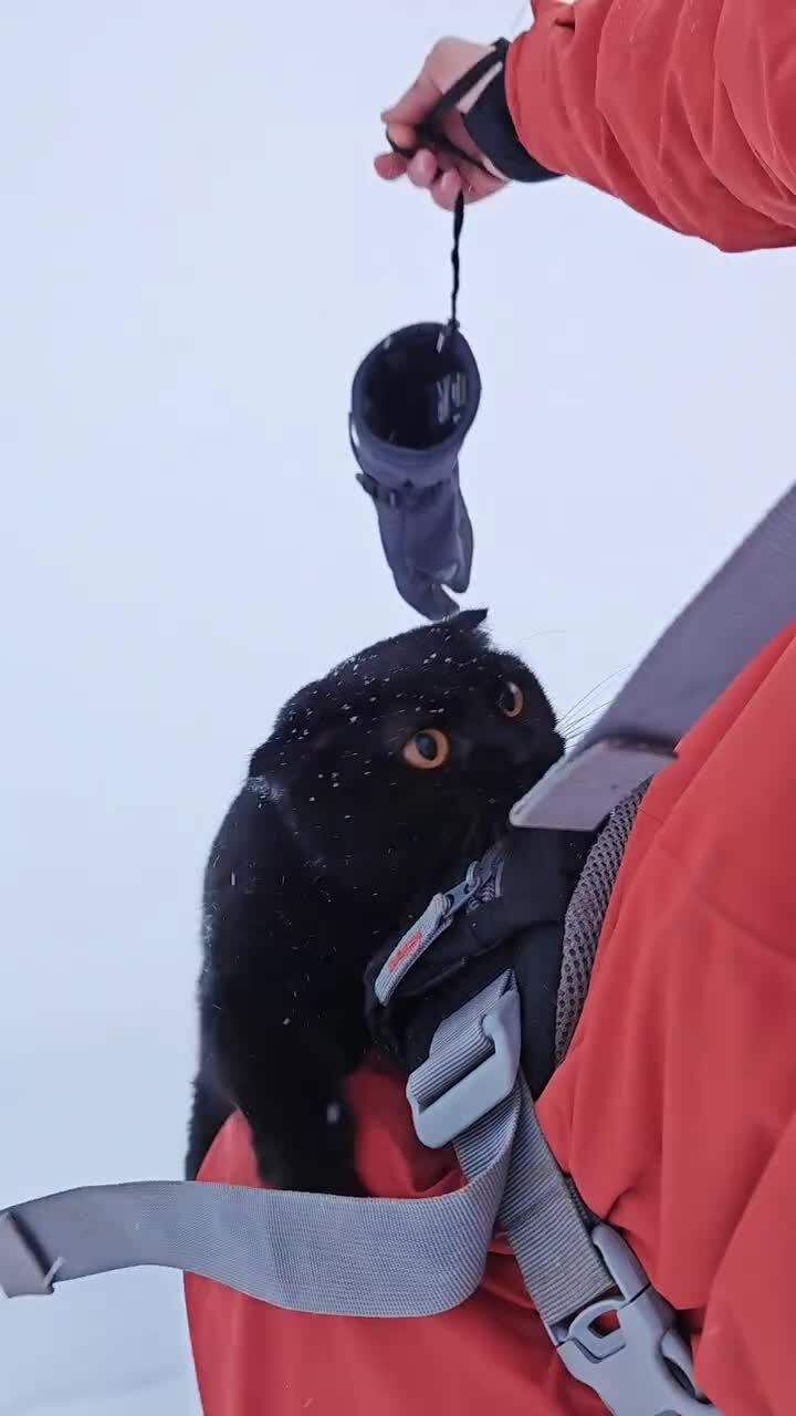 Нагулялась)