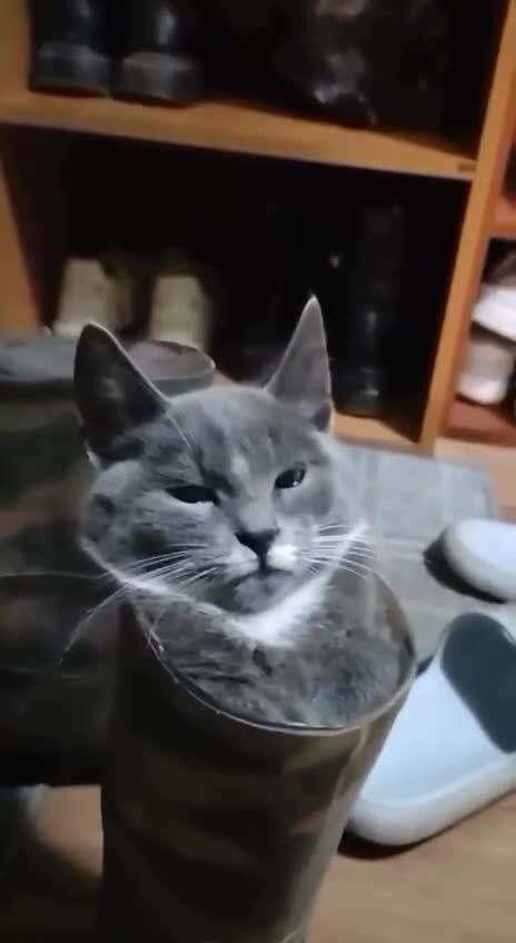 Кот в сапоге