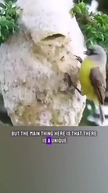 Умная птичка