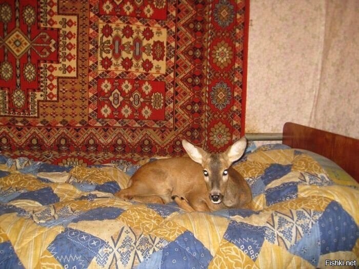 Солянка