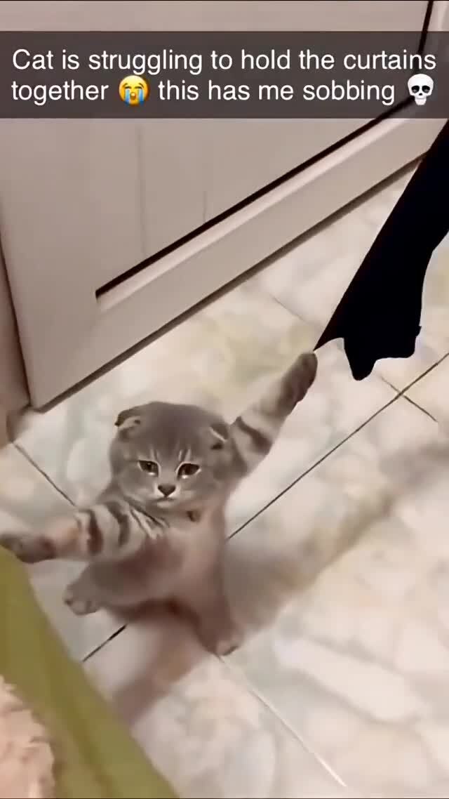 Глупый кот 