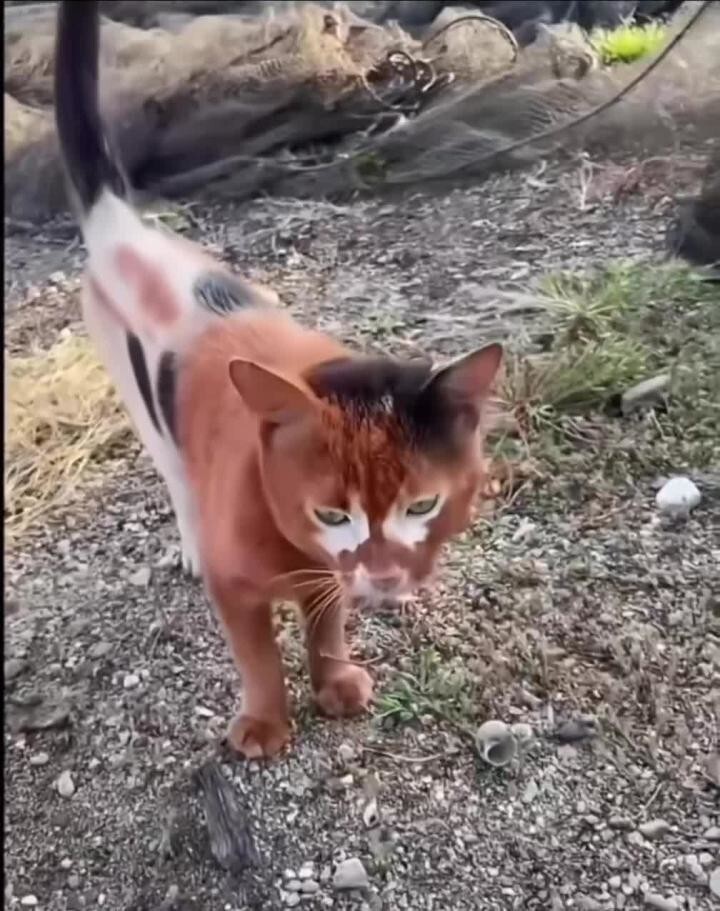 Солянка