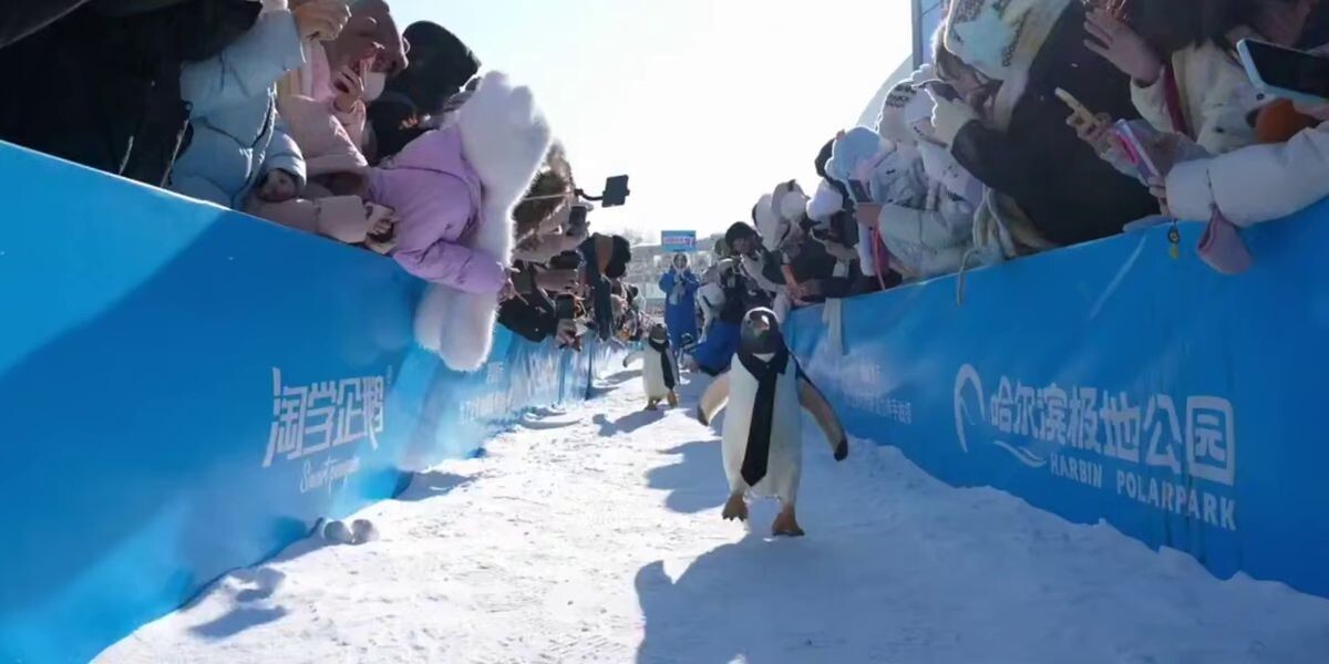 В китайском Харбине прошёл ежегодный парад пингвинов