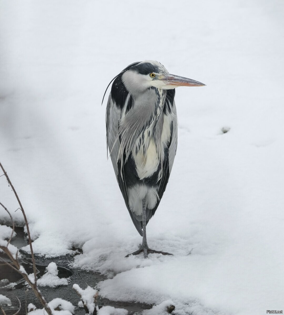 Серая цапля/Ardea cinerea