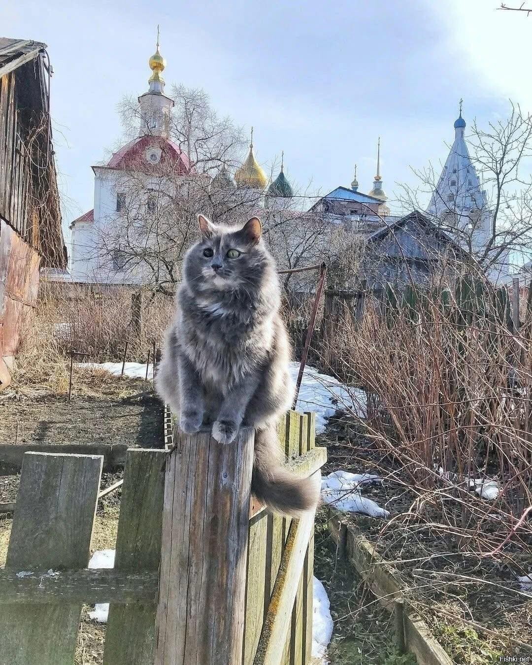 Солянка