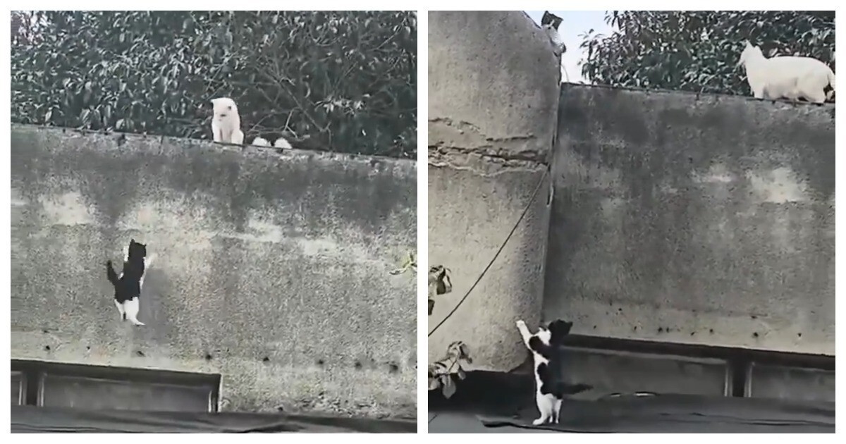 Кошачья семейная драма