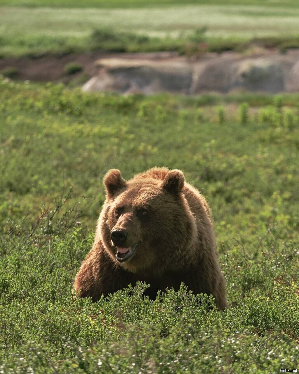 Солянка