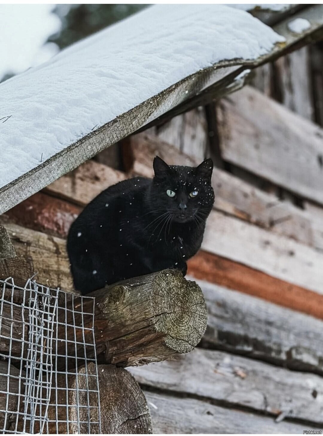 Солянка