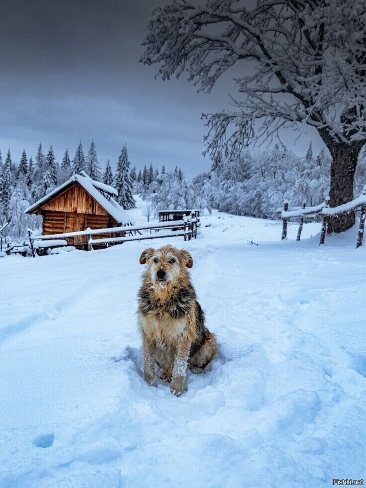 Солянка