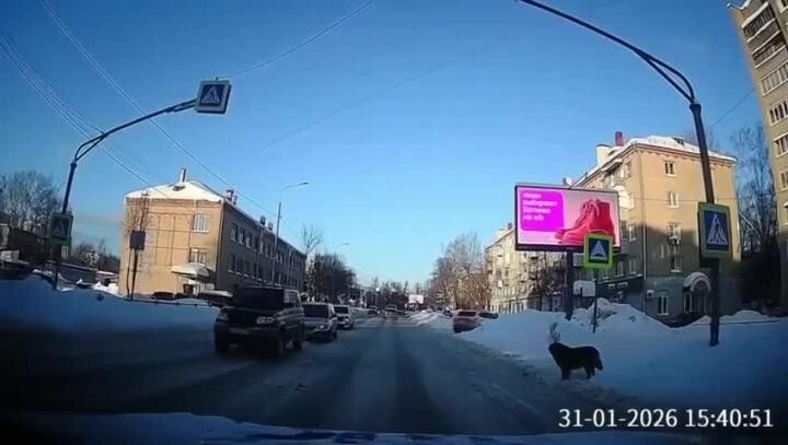 Некоторые псины умнее некоторых людей