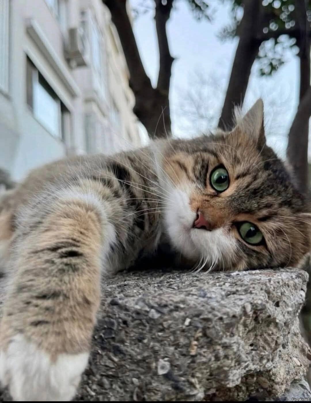 Солянка