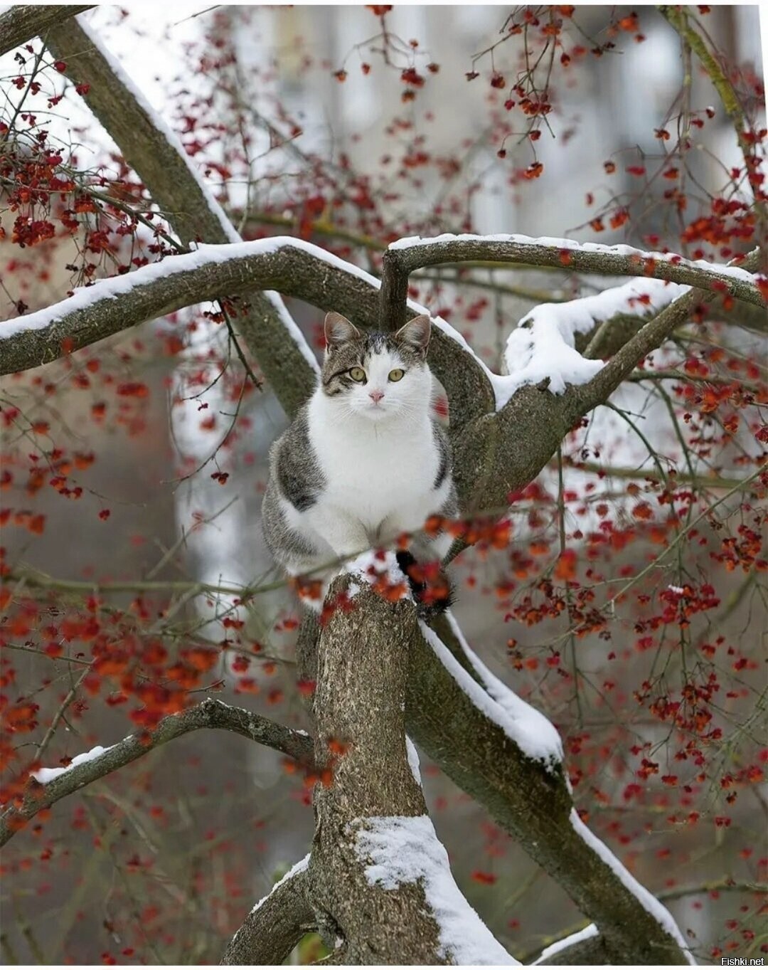 Солянка
