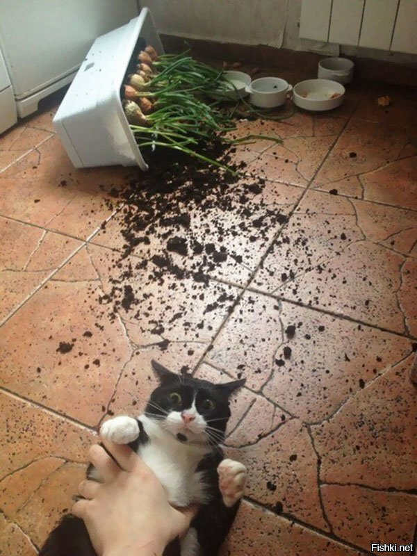 Солянка