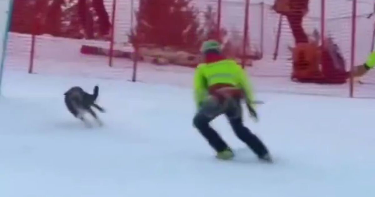 Пёс&nbsp;выбежал на&nbsp;трассу во&nbsp;время соревнований