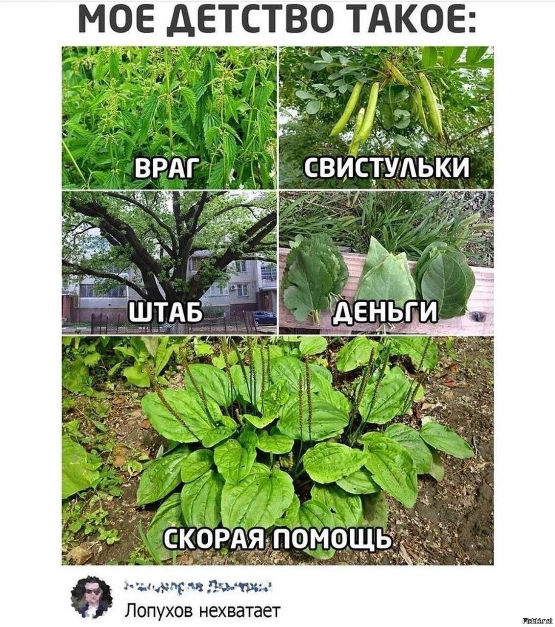 Солянка