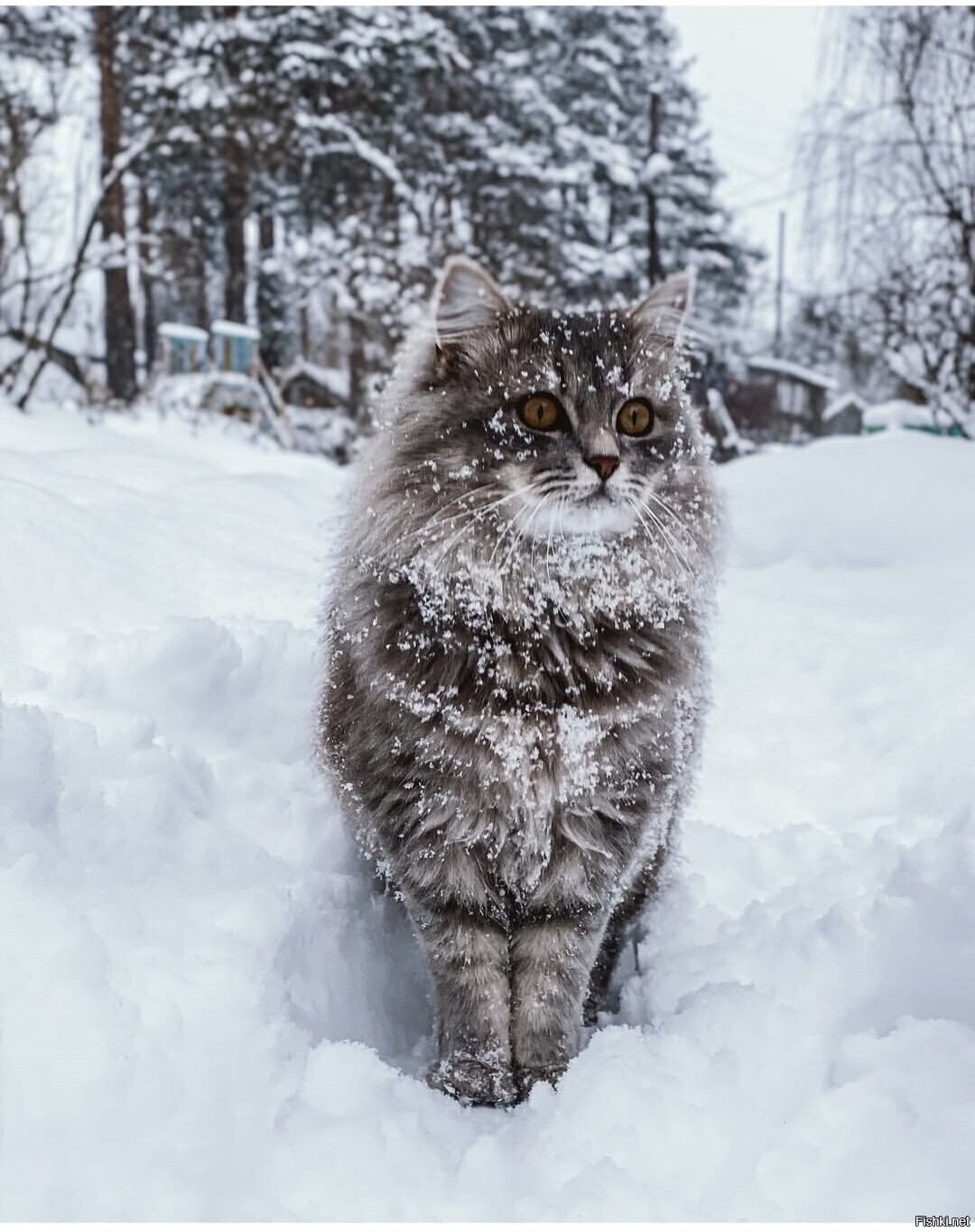 Солянка