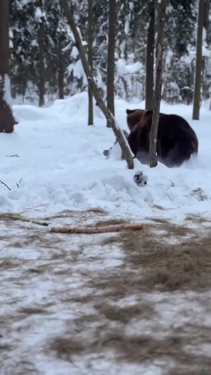 Игривый Тима)