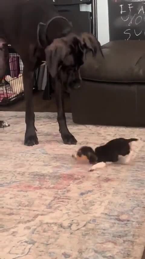 Милота