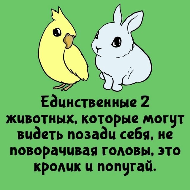 А вдруг ты не знал…