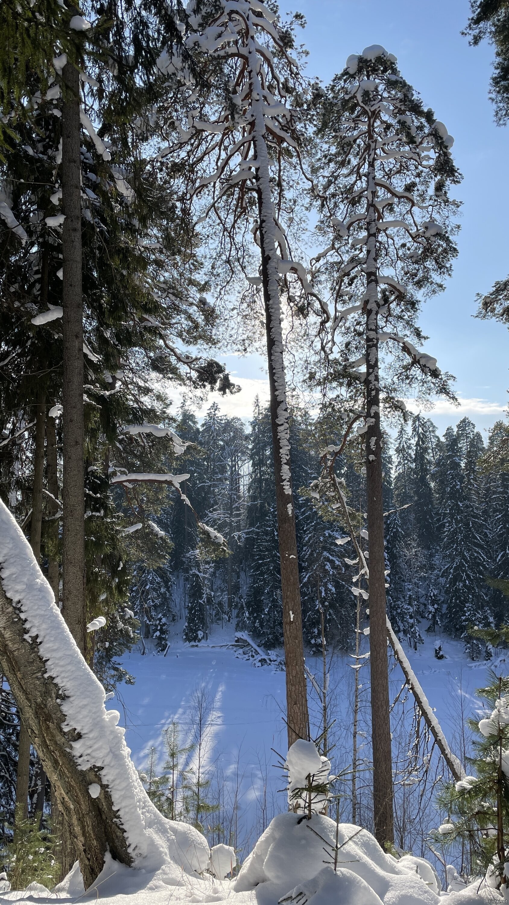 Солянка