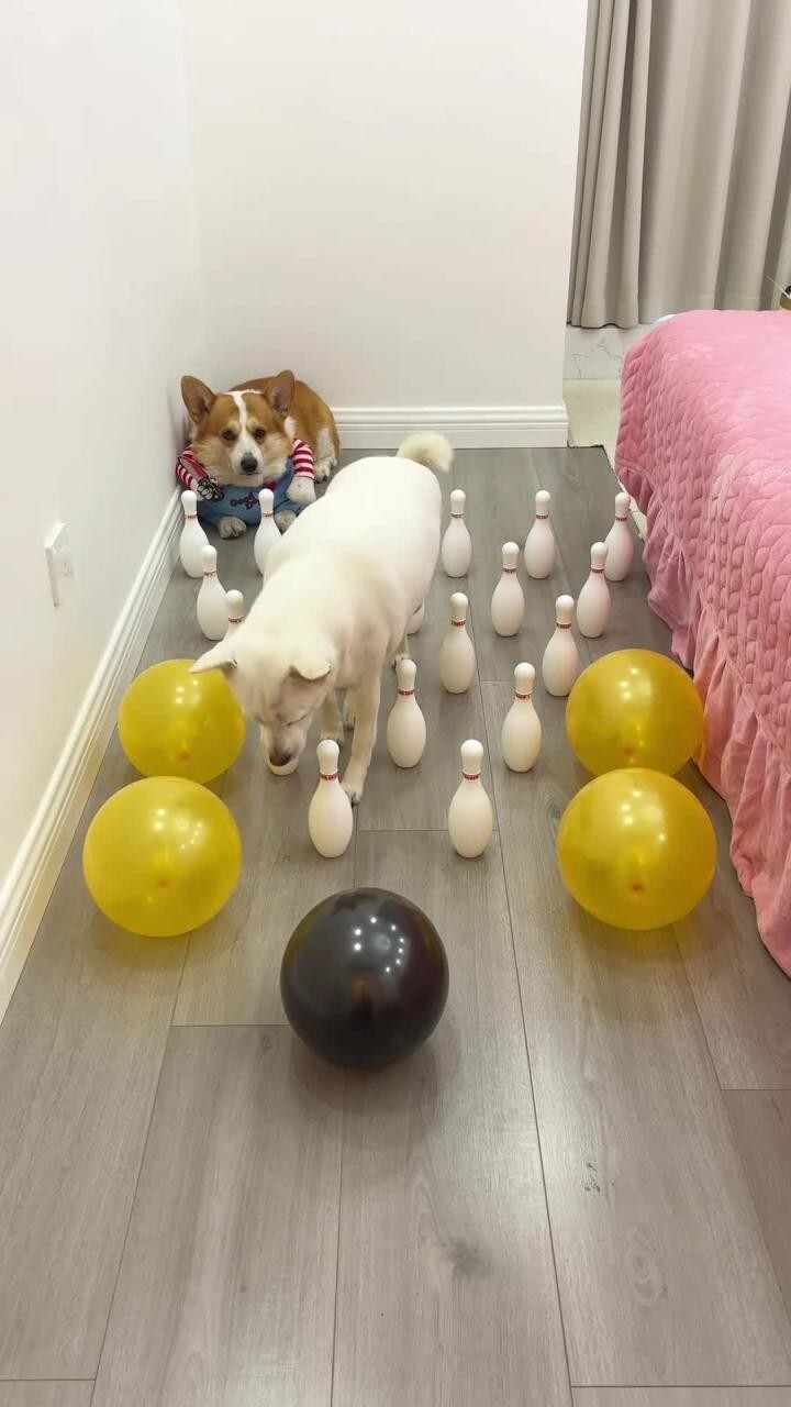 Корги беспардонный,да ещё возмущается )))