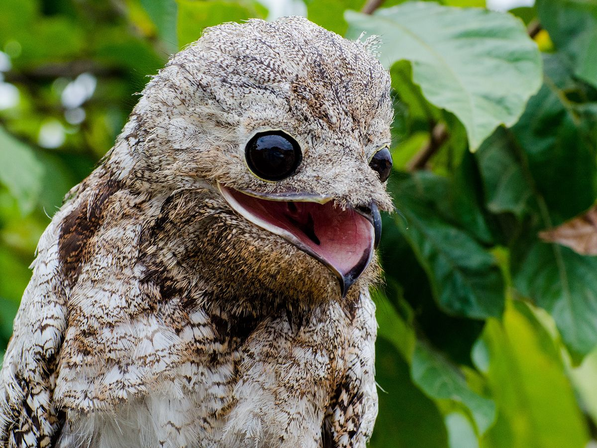 Исполинский козодой: сначала он пугает до мурашек, потом в него влюбляешься