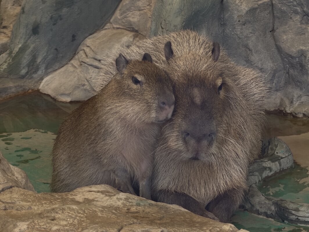 Мир животных-1