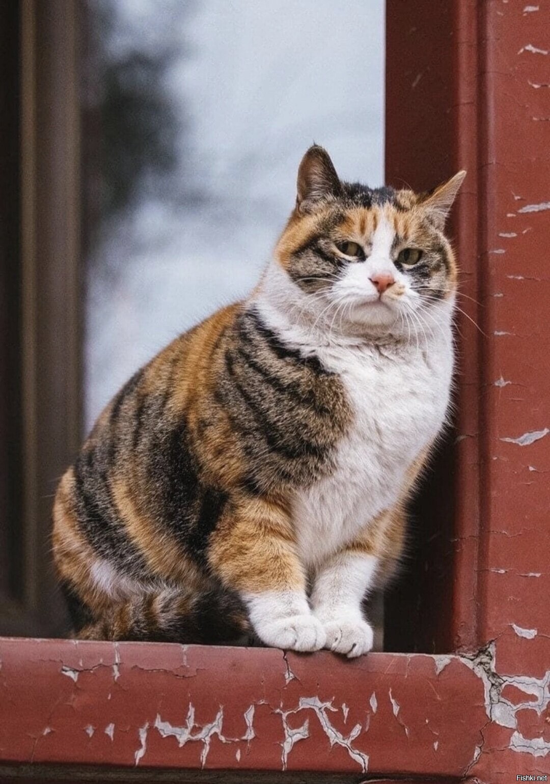 Солянка