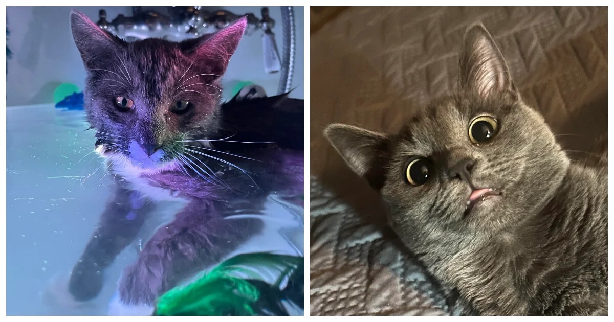 20 снимков, на которых котики отжигают по полной