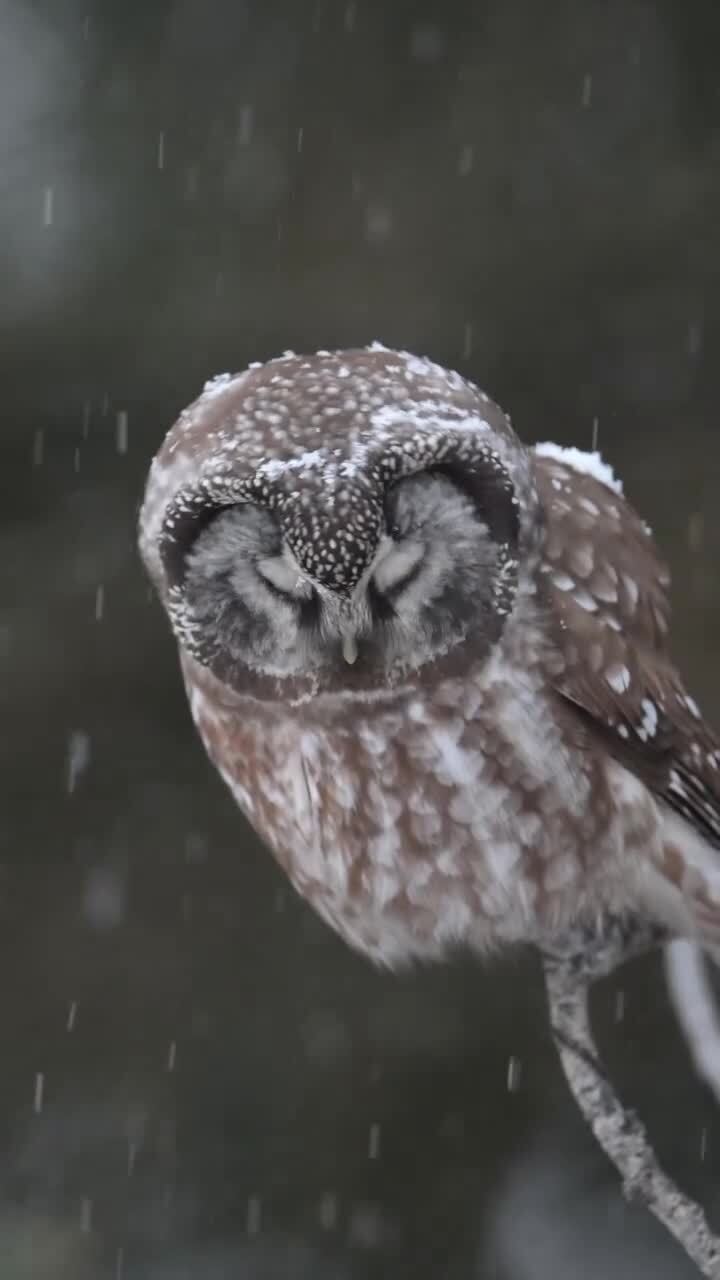 Красотка)
