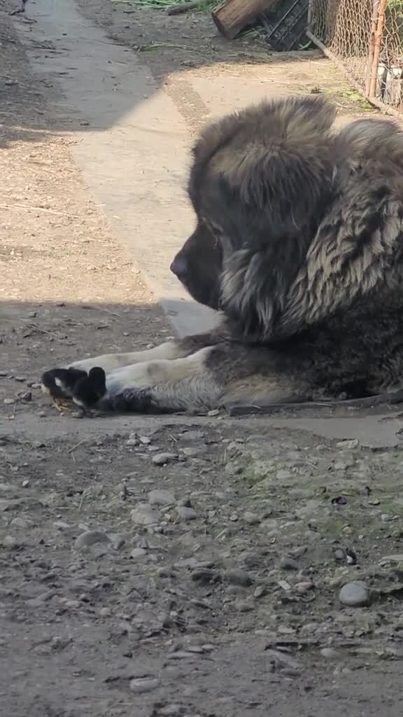 Солянка