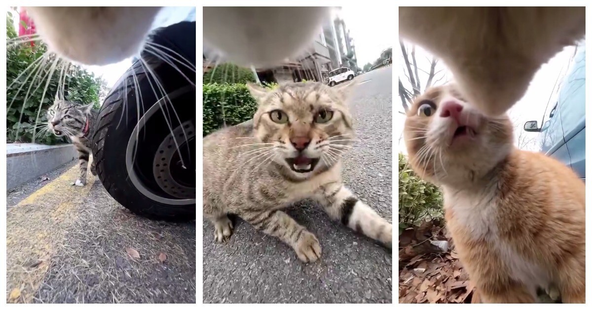 Хозяева дворов