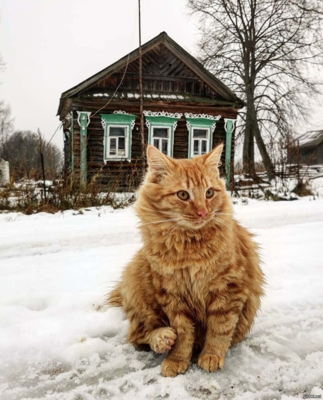 Солянка