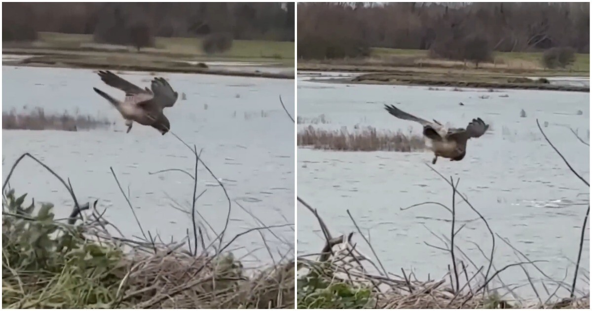 Пустельга  на охоте