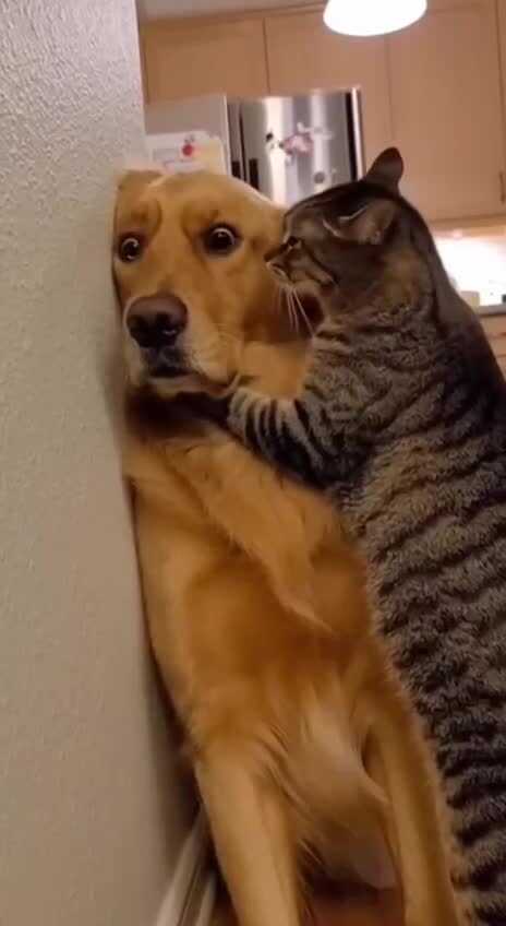 Признавайся, с чужими котами общался