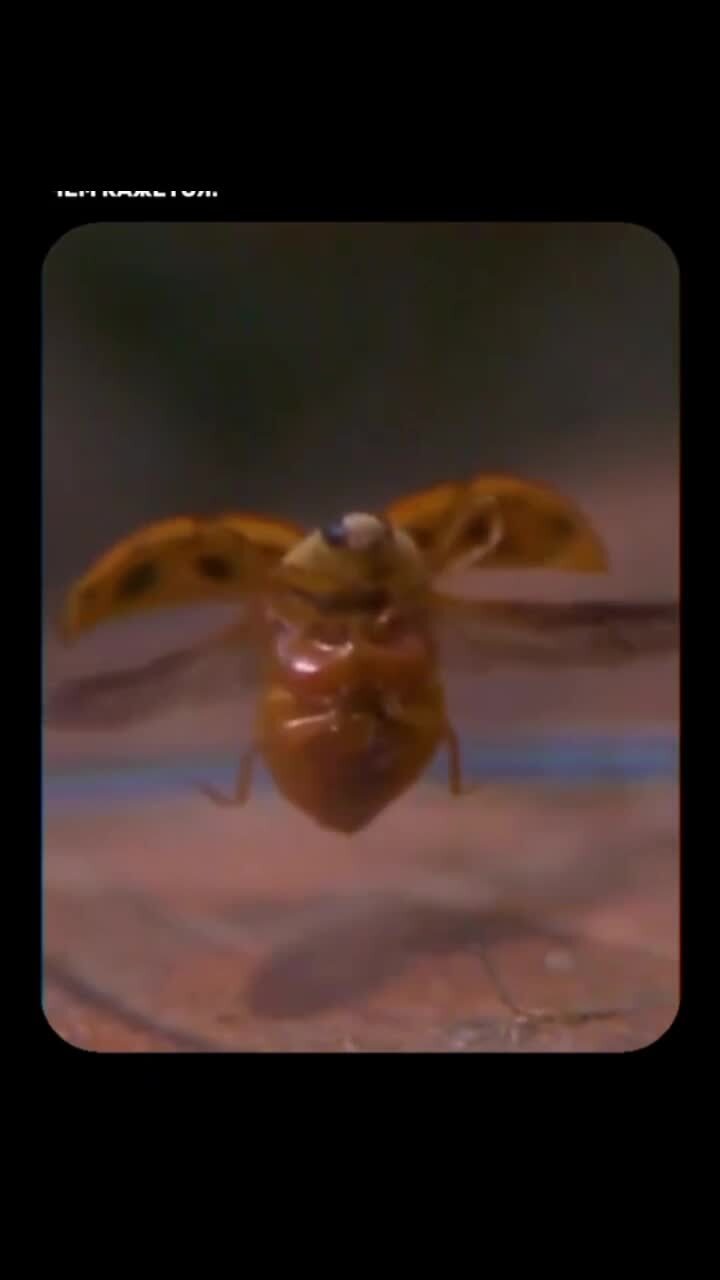 Взлёт божьей коровки