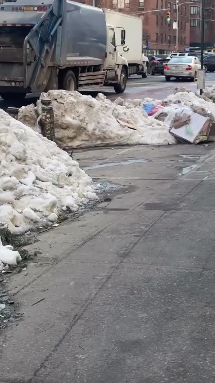 И в городе бывают хищные птицы)