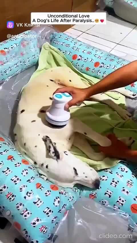  поднял на ноги