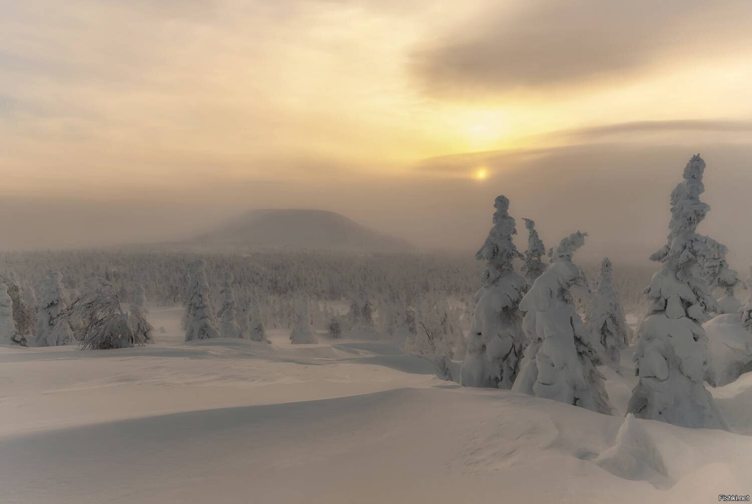 Солянка