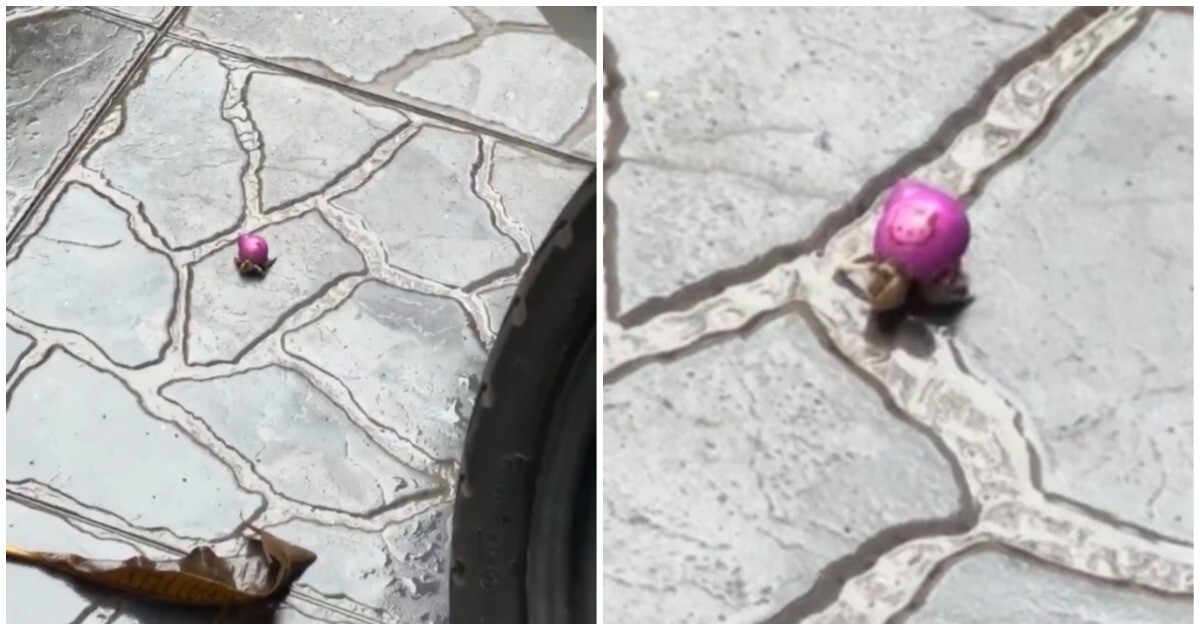 Рак-отшельник использовал игрушку в качестве домика