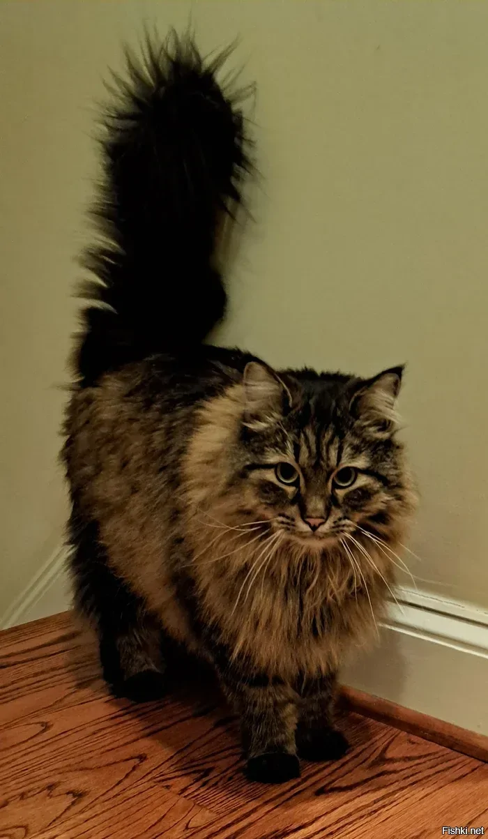 У Ника Перумова есть кот