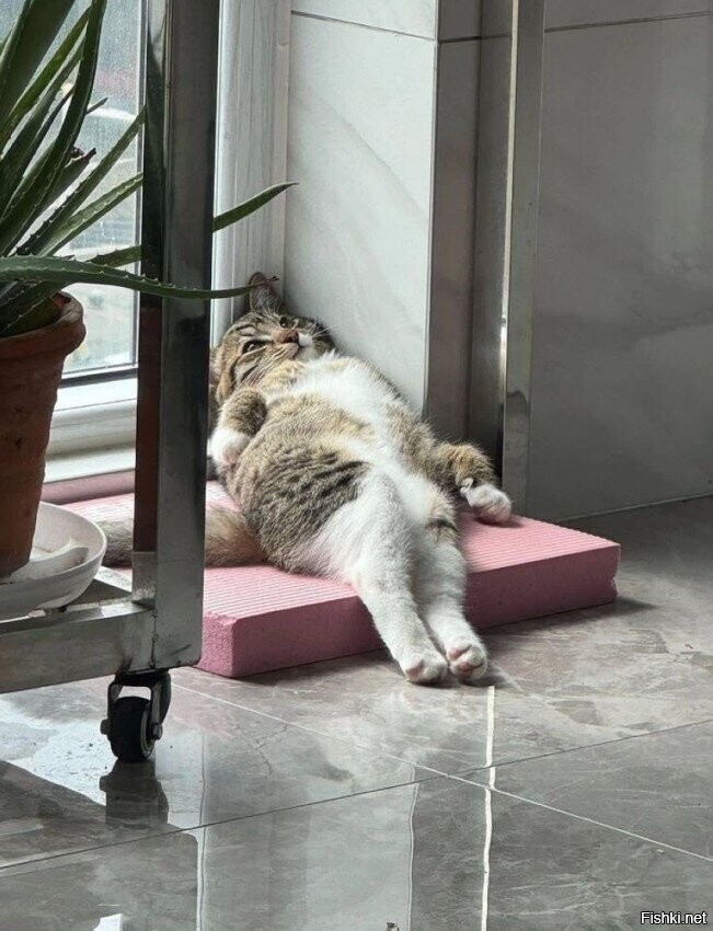 Солянка