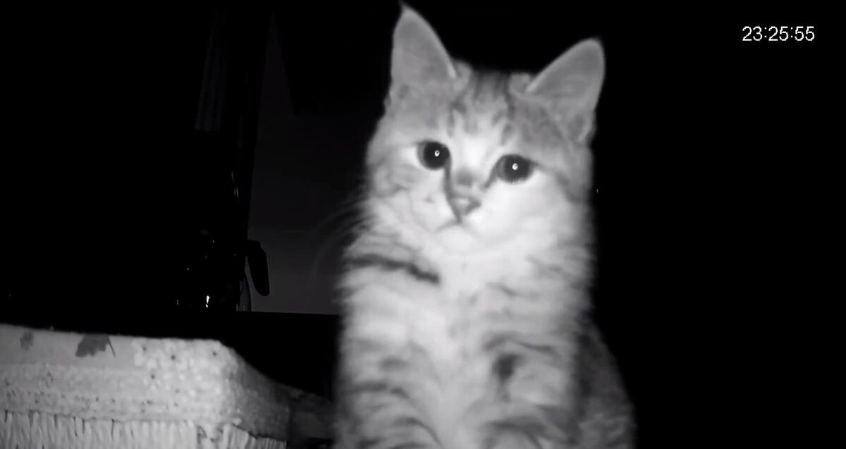 Котёнок скучает по своей хозяйке
