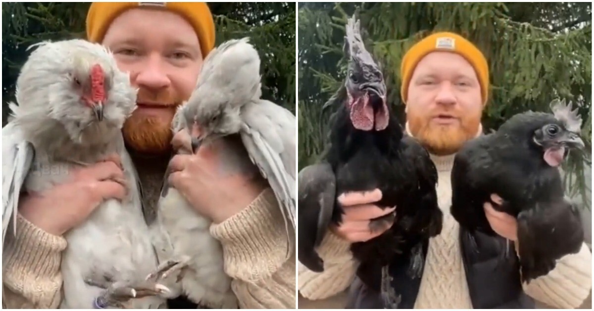 Фермер рассказал о своих курочках