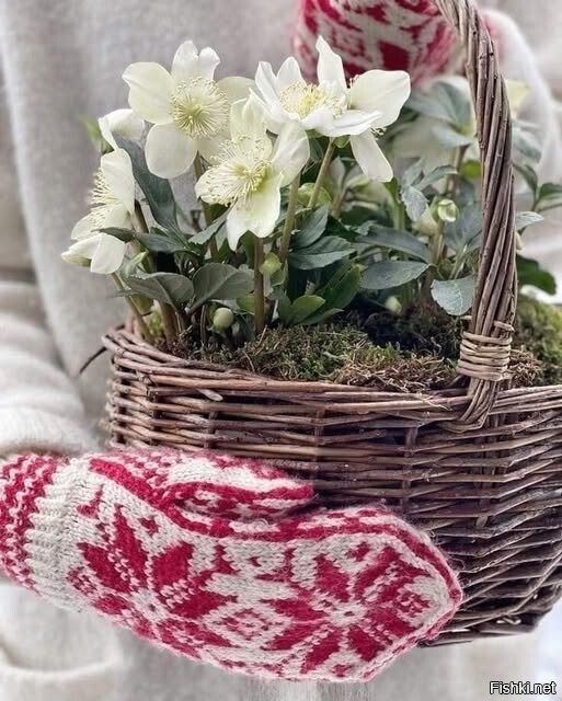 Зимние цветы