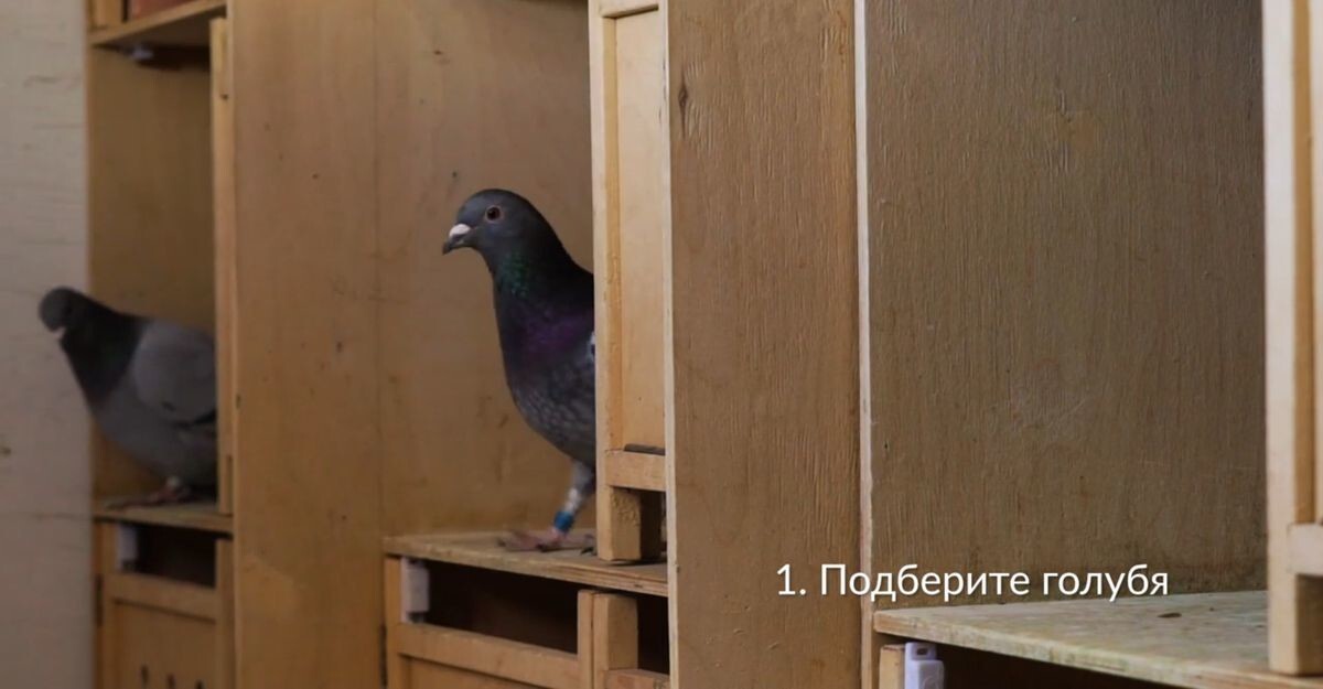 Альтернатива на случай блокировки Telegram