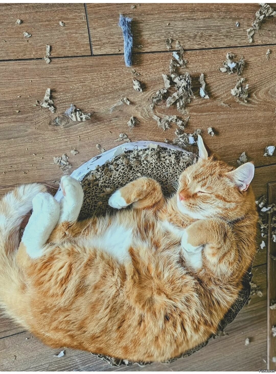 Солянка